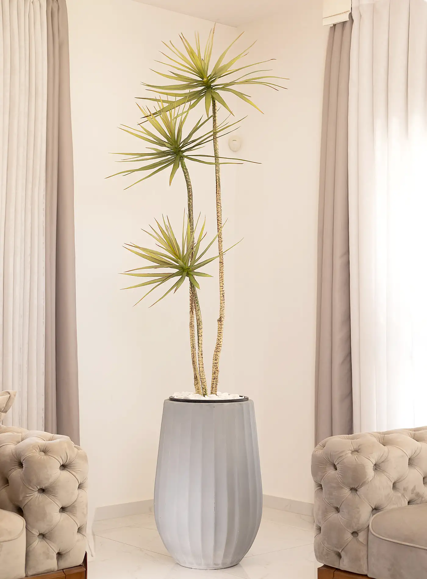 כד Elegance 70 בשילוב דרצנה מלאכותית 3 גזעים