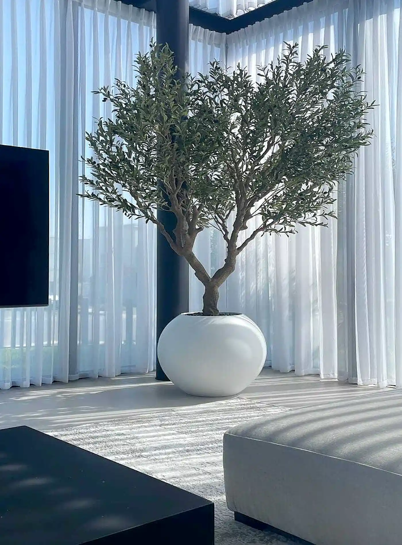 עץ זית מלאכותי ענק בשילוב כד JU MODEL